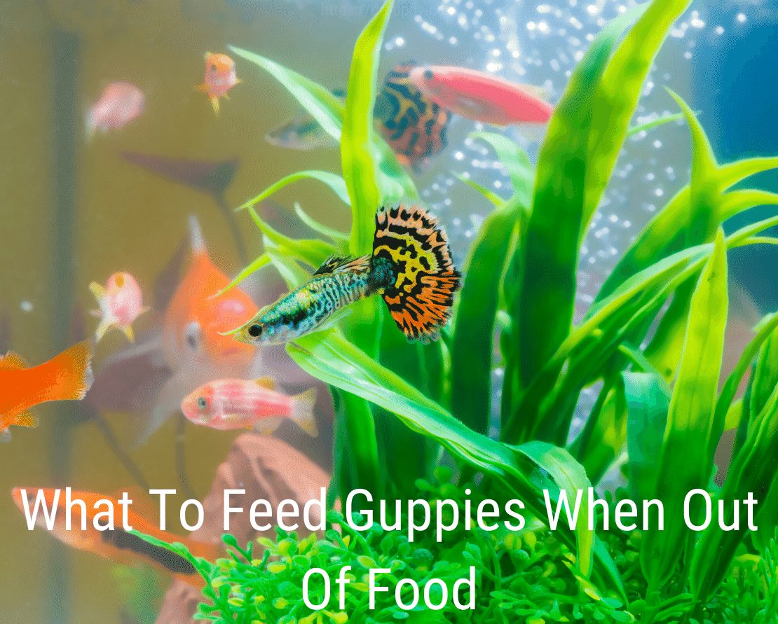 Mitä ruokkia Guppies kun ruoka loppuu