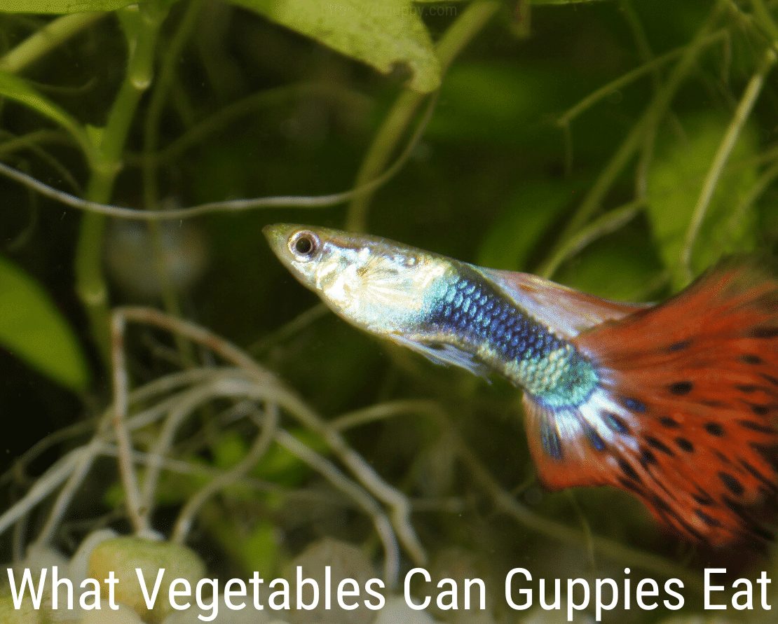 Mitä vihanneksia Guppies voi syödä