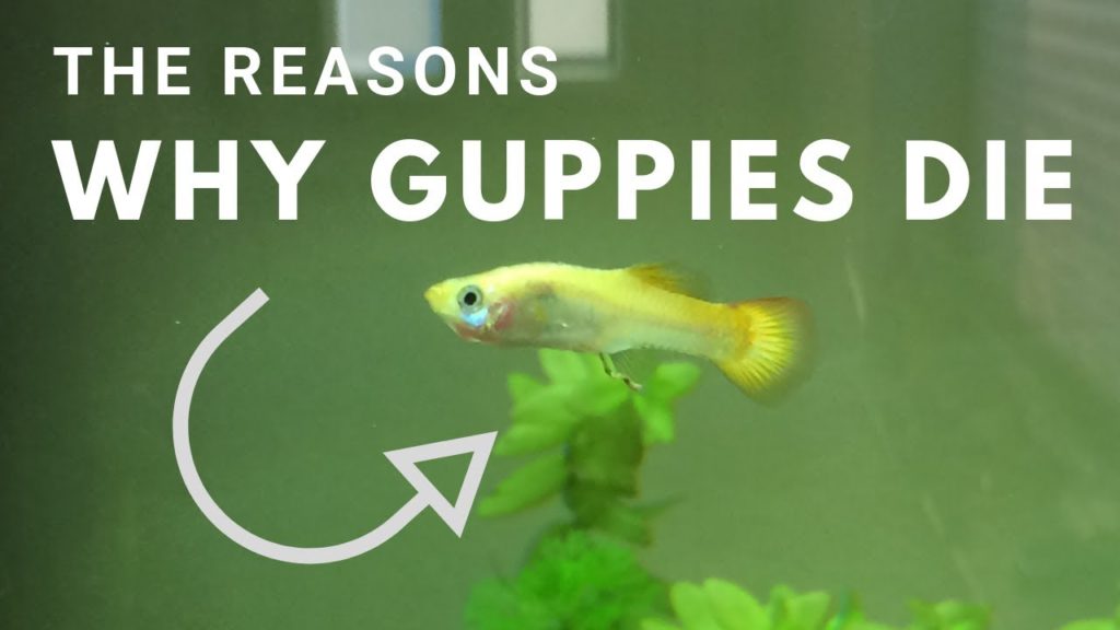Miksi guppini kuolevat jatkuvasti?
