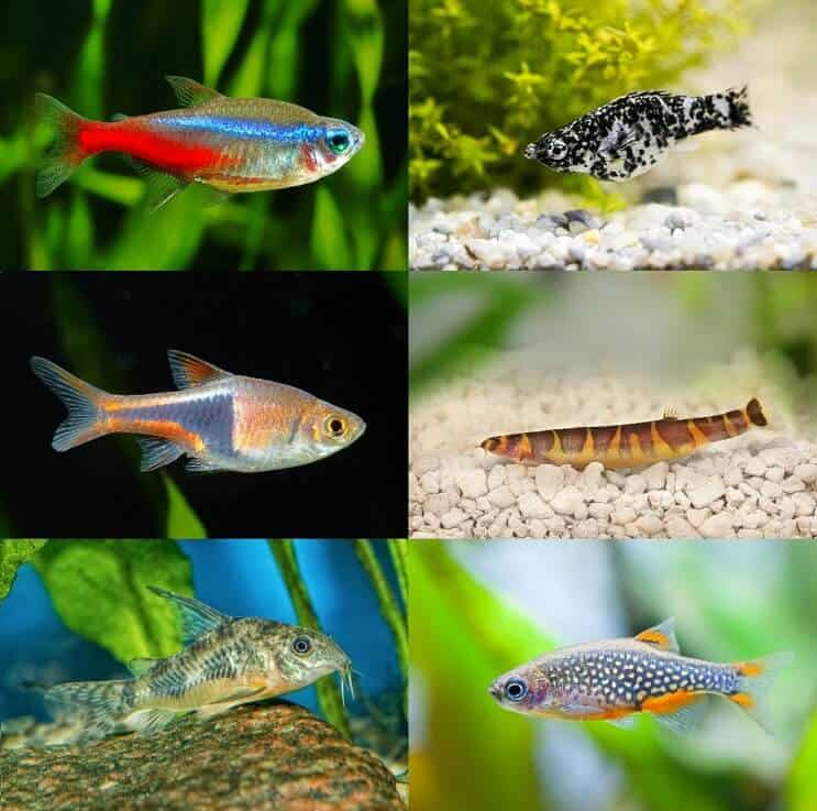 Parhaat Betta-säiliökumppanit