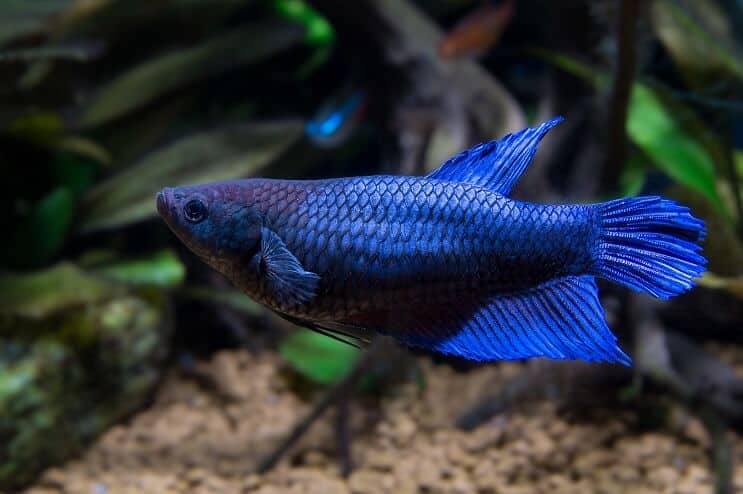 Nainen Betta Fish