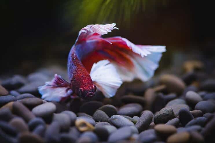 Betta Fish Uinti