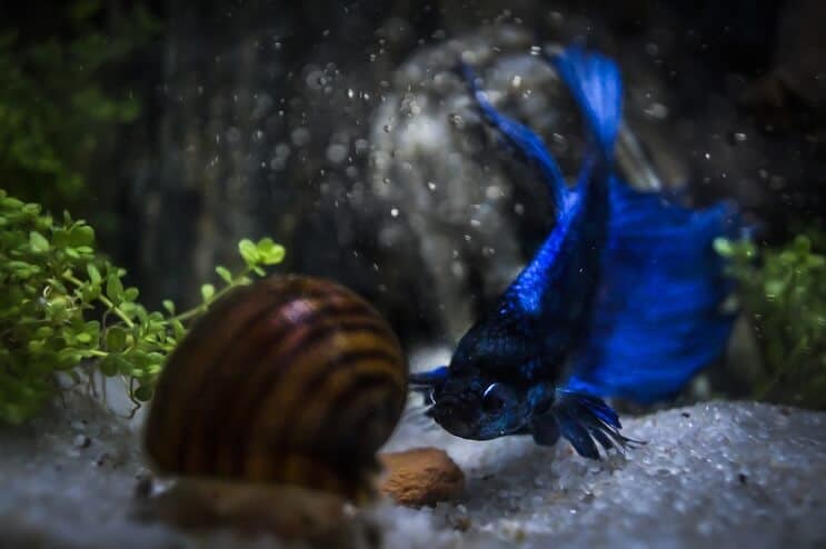 Betta ja Etana