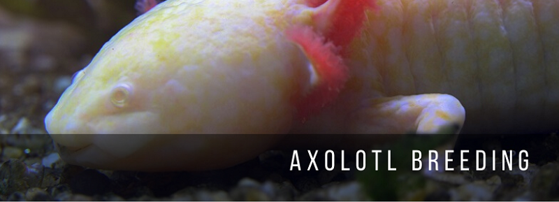 Axolotlin jalostus