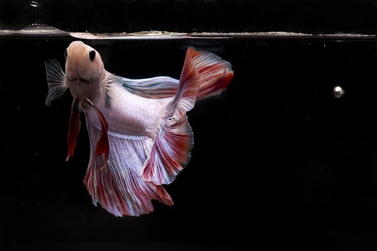 Betta kala syö