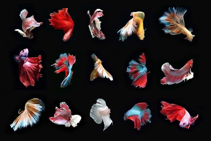 Betta-kalatyypit
