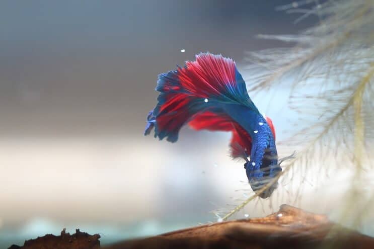Betta kerää munia