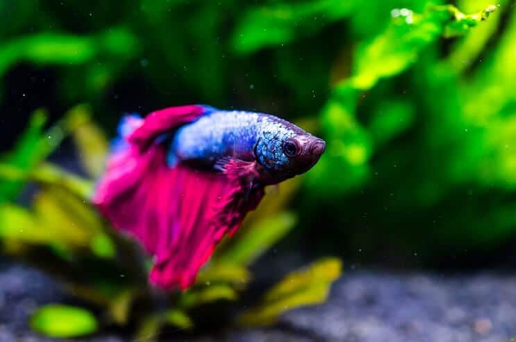 Betta Fish