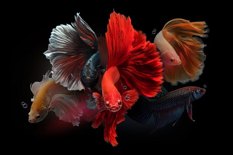 Mies Bettas