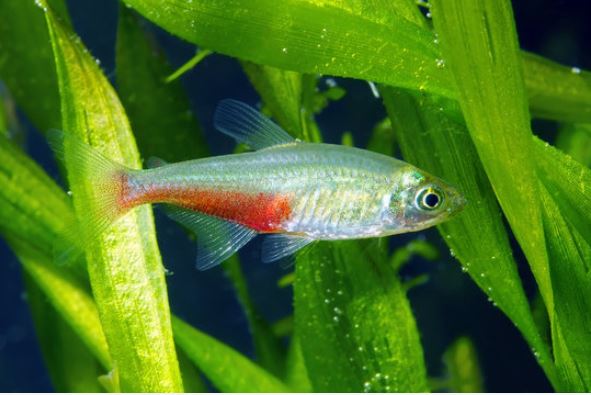 verisiima tetra