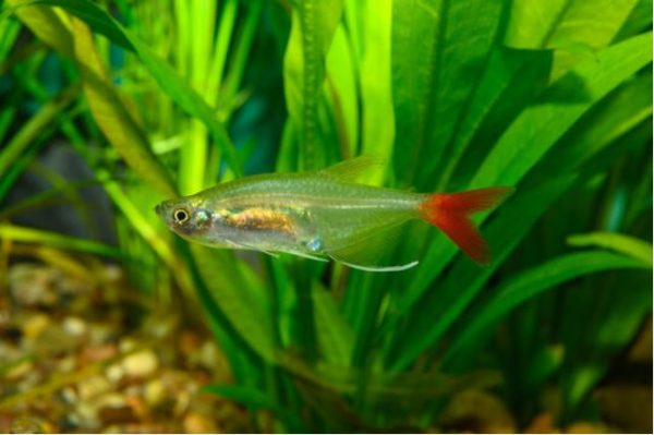verisiima tetra