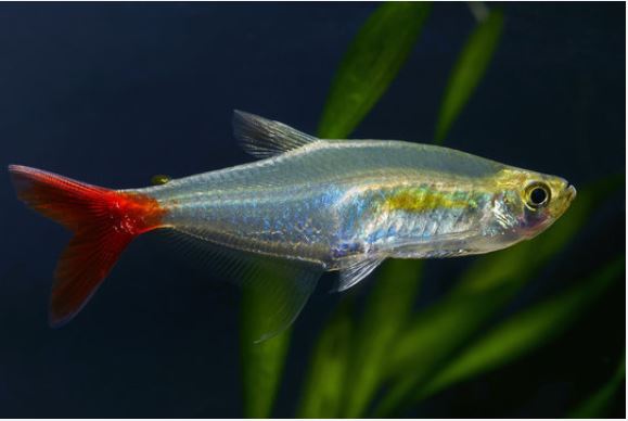 verisiima tetra