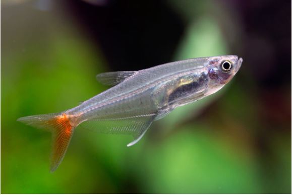 verisiima tetra