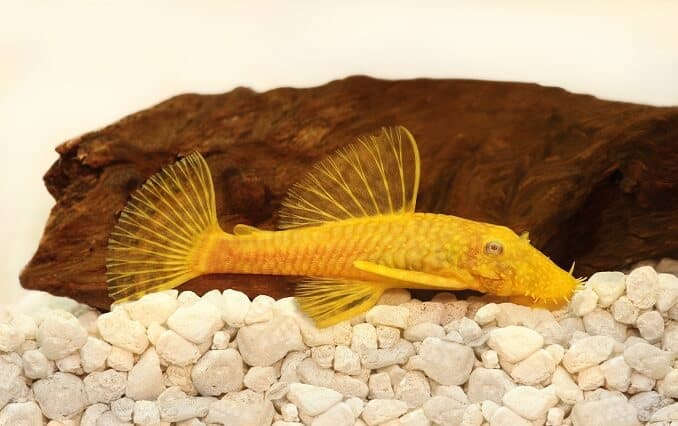 Golden Ancistrus pleco monni Harjas-nenä-akvaariokala