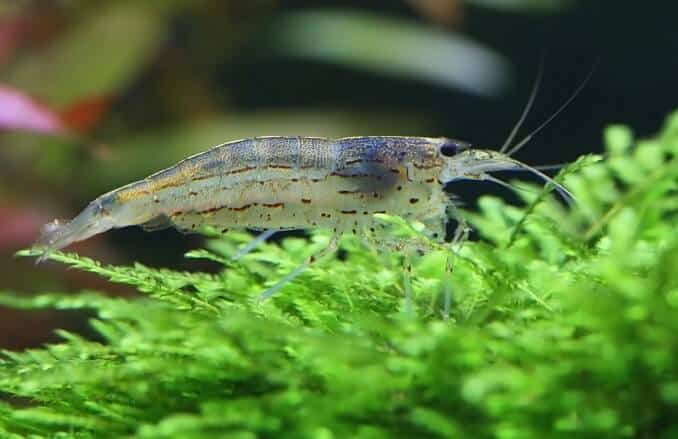 Amano katkarapu