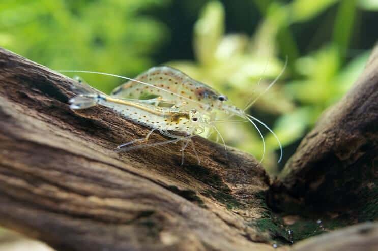 Amano katkarapu