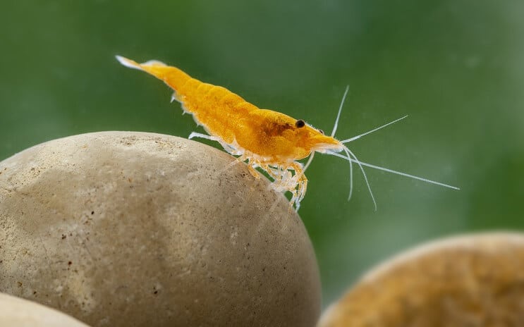 Neocaridina katkarapu