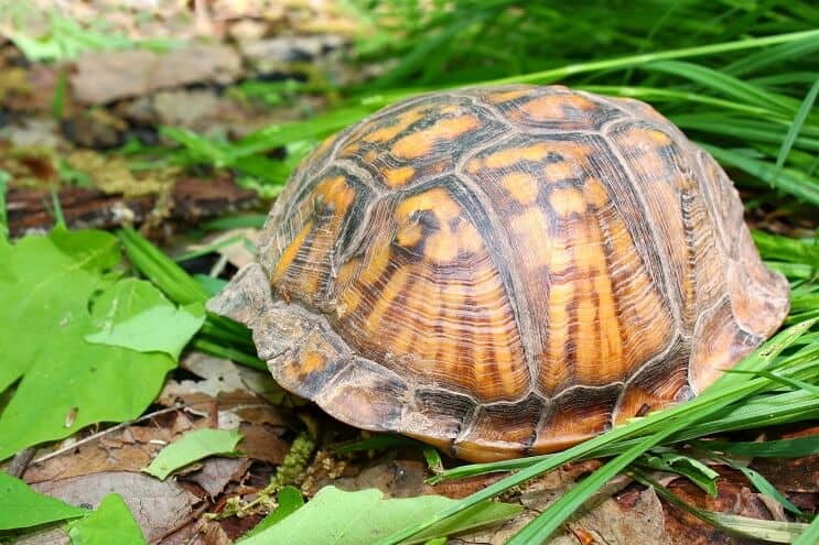 Itäinen laatikkokilpikonna piilossa