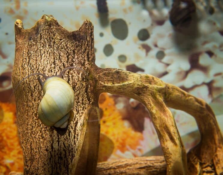 Mystery Snail Yleiskatsaus