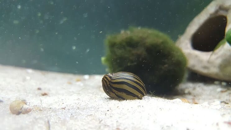 Zebra Nerite -etana säiliössä