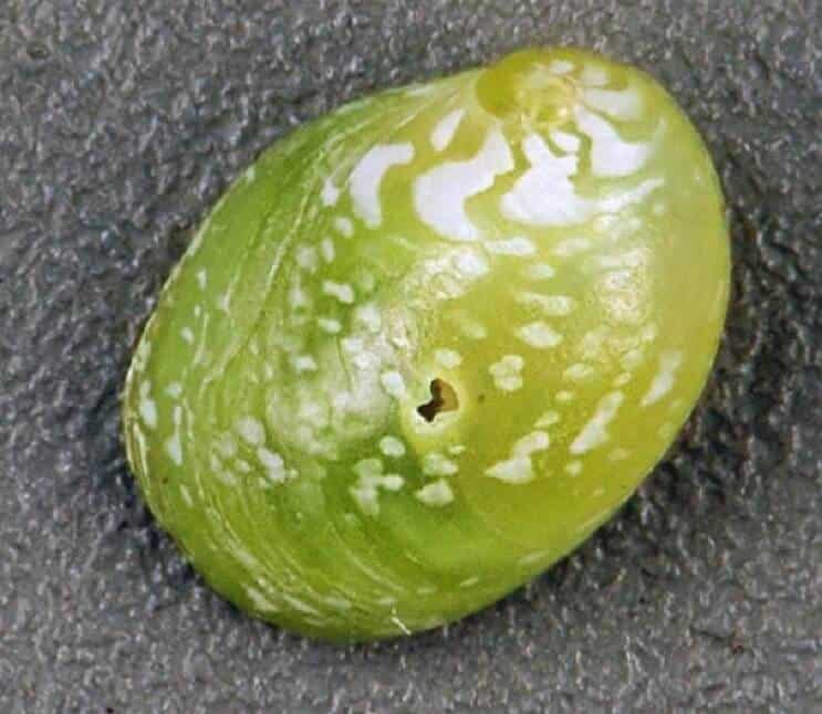 Emerald Nerite etana