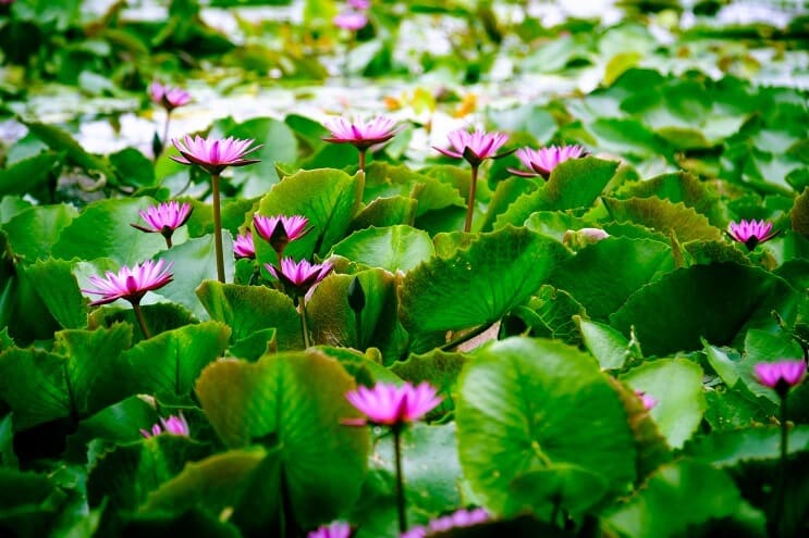 Vesi Lotus
