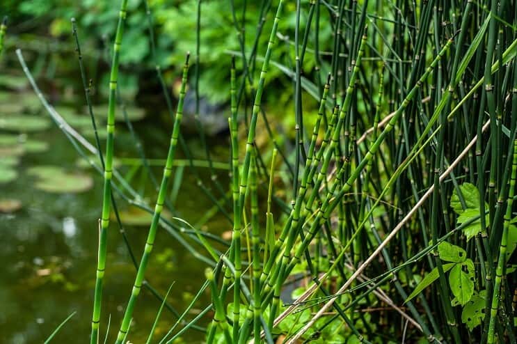Korte Reed