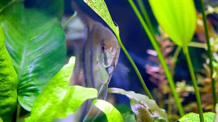 Amazonin miekka ja angelfish
