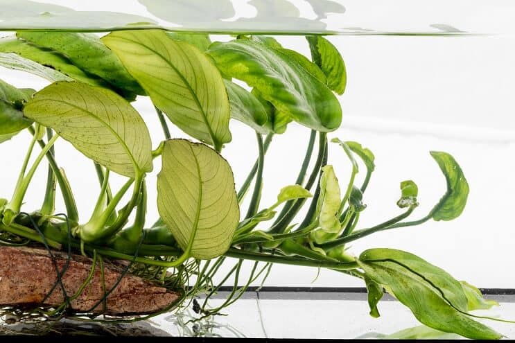 Anubias nana ajopuussa