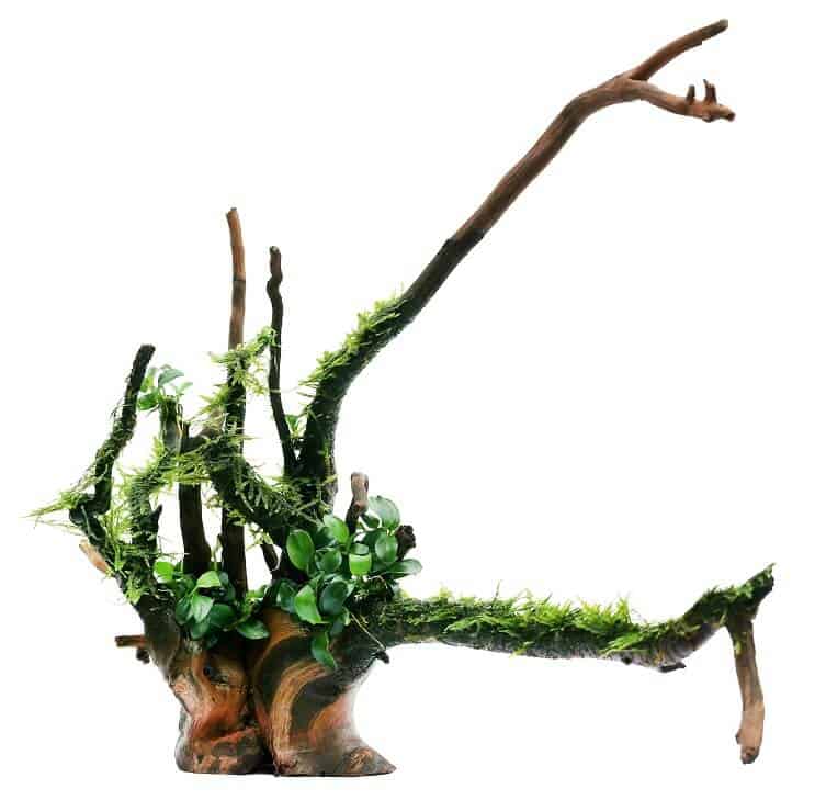 Anubias Nana ja Java Moss