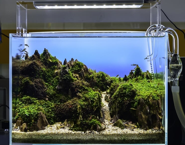 Aquascaped-akvaario
