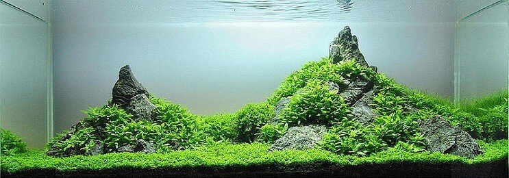 Staurogyne Repens Ulkonäkö