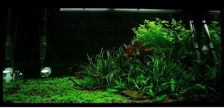 Säiliöolosuhteet Staurogyne repens