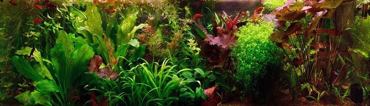 Hollantilainen Aquascape