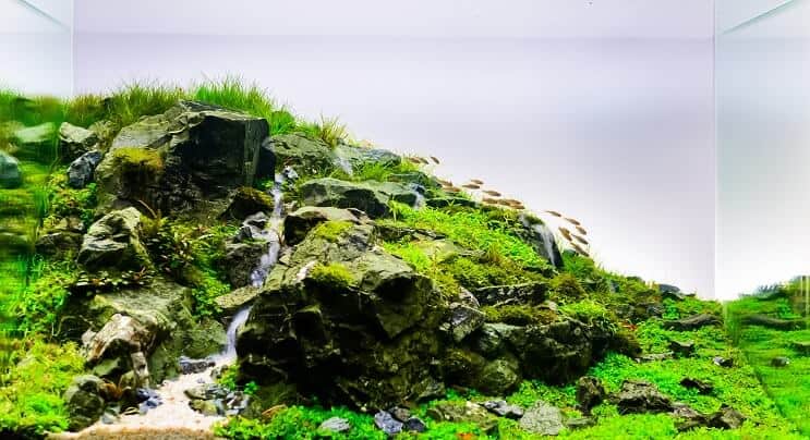 Luonnollinen Aquascape