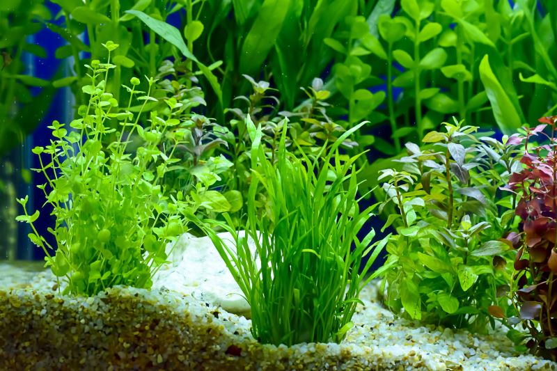 Parhaat kasvit Betta Fishille